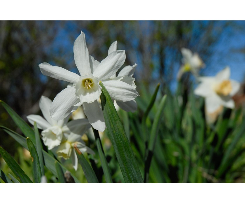 Daffodil